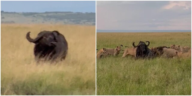 Туристы засняли, как прайд львов напал на огромного буйвола