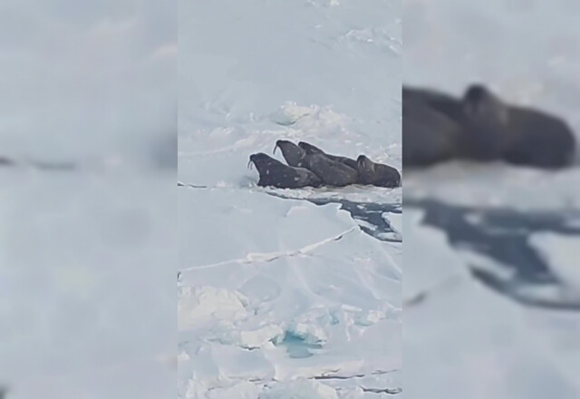 Греющихся моржей в Баренцевом море сняли на видео с борта атомного ледокола "Ямал"