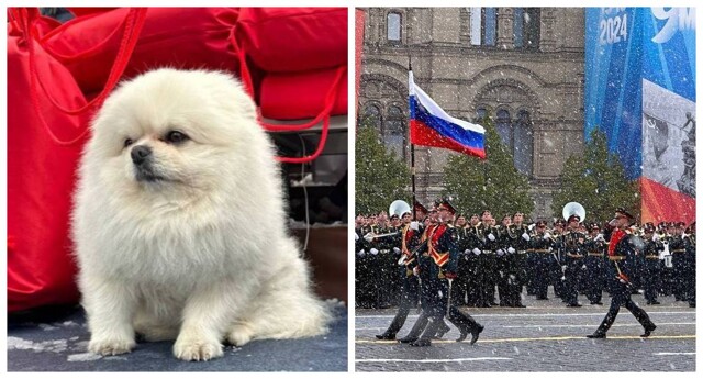 Собака "диктатора" Лукашенко на параде в Москве испортила настроение немецким пропагандистам
