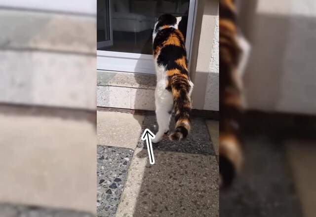 На видео сняли строй бесстрашных мышек, которые пытались пройти мимо кота