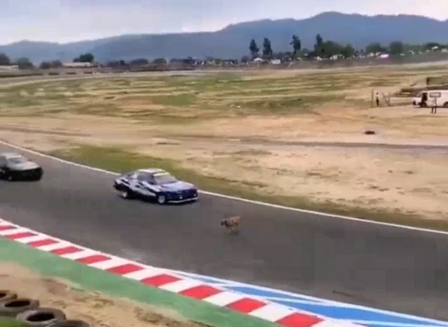 В Чили собака перебежала трассу во время гонки