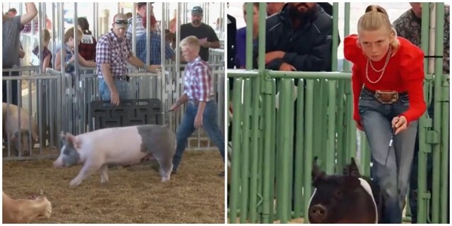 Что тут происходит? В сети завирусилось видео с выставки свиней из Техаса