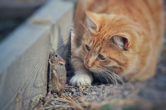 Кошка принесла в дом хозяйки мышь: никто и подумать не мог, что за этим стоит целая история
