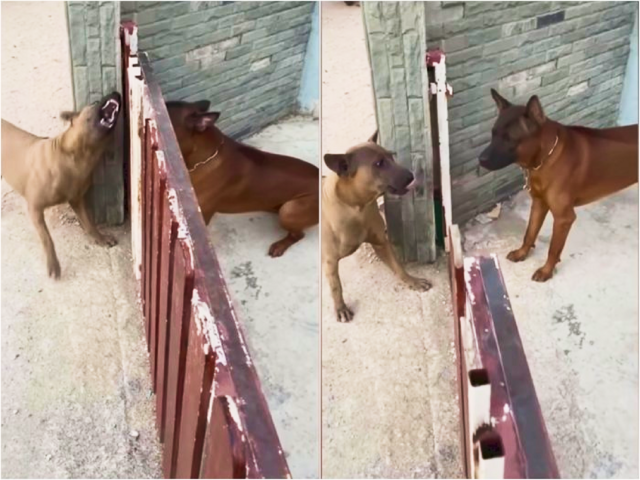 Собачьи понты: почему за забором псы лают друг на друга, но стоит его открыть — тут же успокаиваются