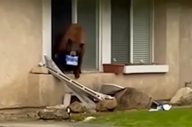 В Калифорнии медведь проник в дом и украл печенье