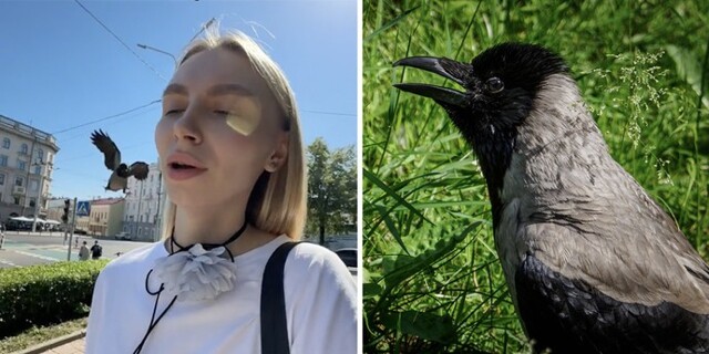 В Минске на девушку напала ворона