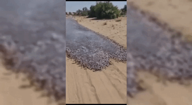 Миллионы рыб образовали реку в голой пустыне