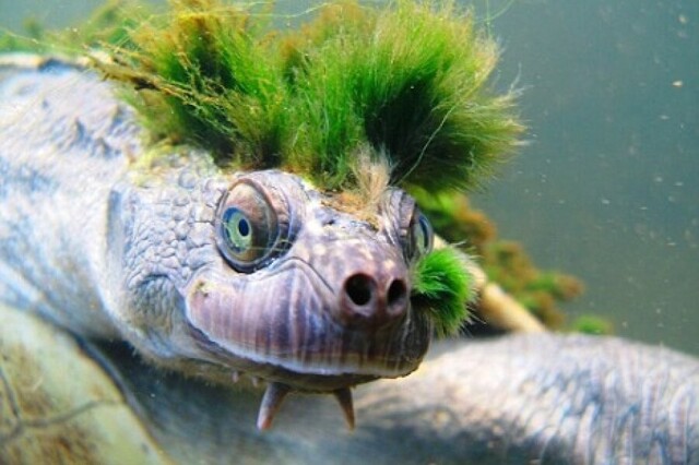 Для чего черепахе нужен "волосатый" панцирь, окрашенный в ярко-зелёный цвет