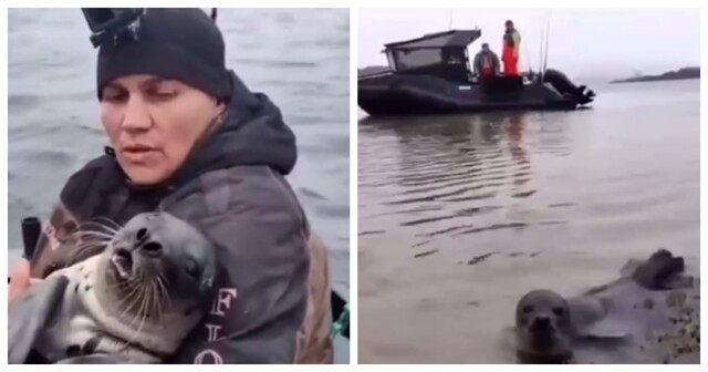 Рыбаки спасли тюленя от косатки