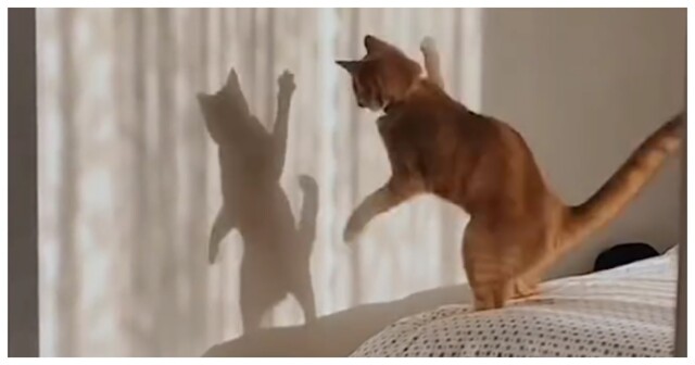 Танцевальный батл кота с тенью