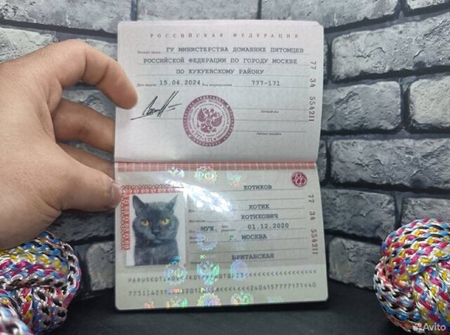 Бизнесмен открыл на Avito «паспортный стол» для котов и собак