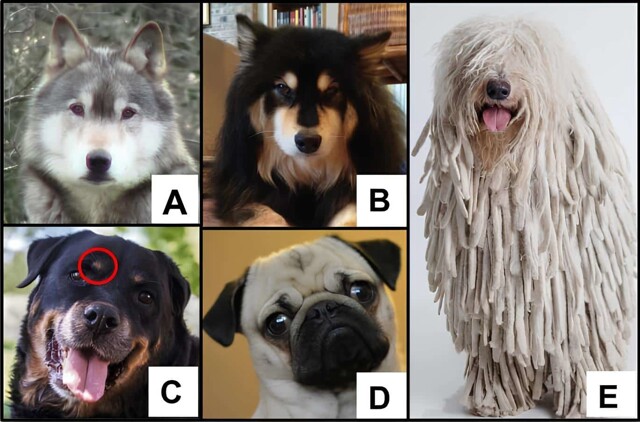 Биологи показали, как различается мимика собак и волков