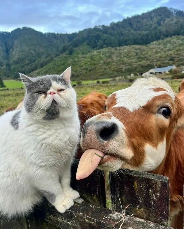 Всё вразнобой 