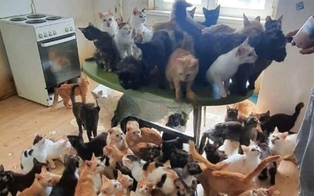 В краснодарской квартире зоозащитники обнаружили запертыми около 50 кошек