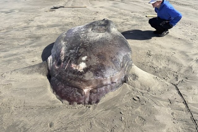 Гигантский "вомер": редкую 2-метровую рыбу, выбросило на берег