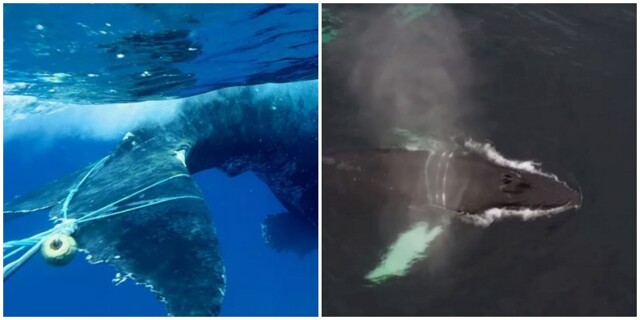 В Мурманской области спасают кита Стасика, который запутался в сетях