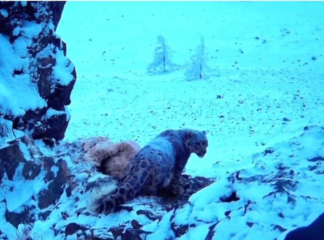 В Туве охраняющий добычу от сорок снежный барс попал на видео