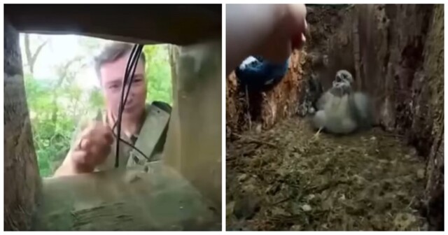 На видео со спасением птиц наложили крики