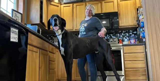 Настоящий гигант, но всего боится: как выглядит самый высокий в мире пёс