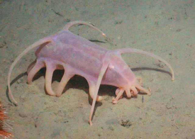"Хорошо, что не на поверхности плавает": 60 ученых погрузились в бездну океана и нашли поразительные живые организмы