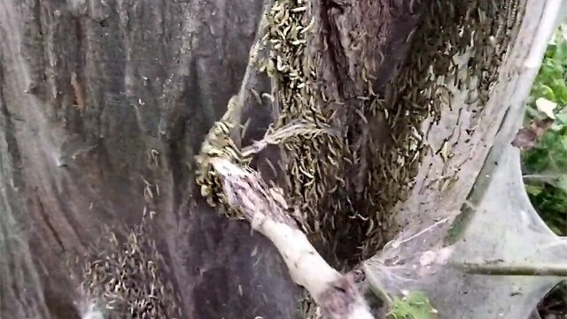 Как декорации для фильма ужаса: в Казани деревья затянуло паутиной с гусеницами
