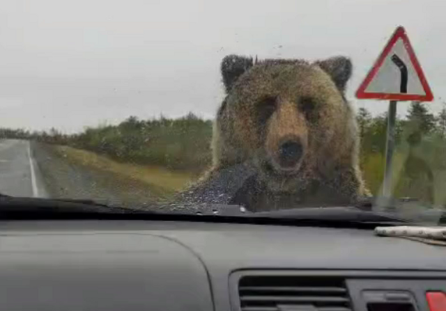 Медведь заинтересовался стоящей на дороге машиной