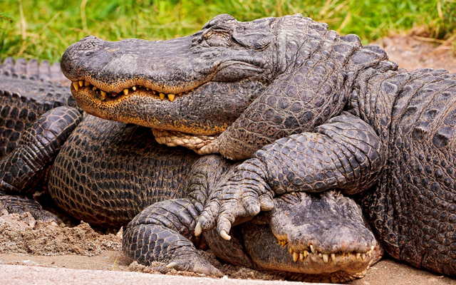 Крокодилья лужайка: почему рептилии терпят друг друга, а не пытаются разорвать в клочья?