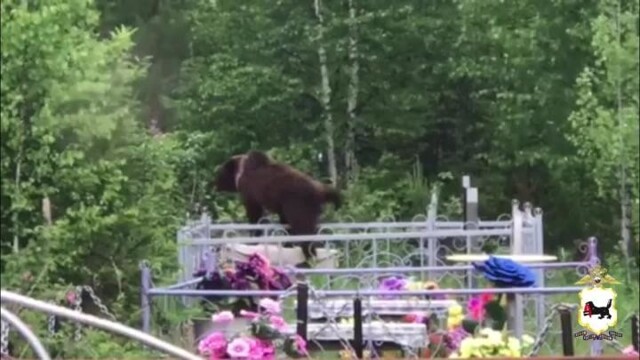 Медведь прогулялся по кладбищу в Иркутской области