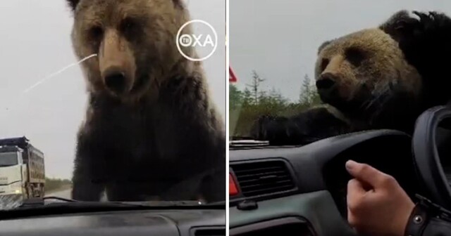 Любопытный медвежонок решил исследовать заглохший на трассе автомобиль