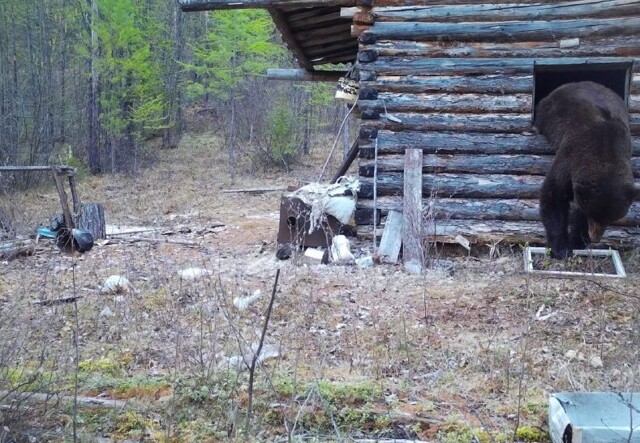 Упитанный медведь залез в домик инспектора национального парка