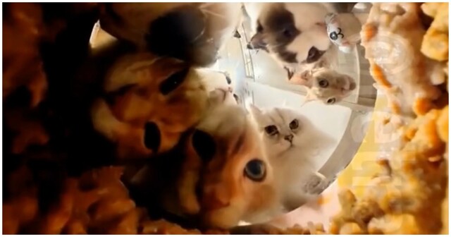 Коты в 360: трапеза питомцев с необычного ракурса