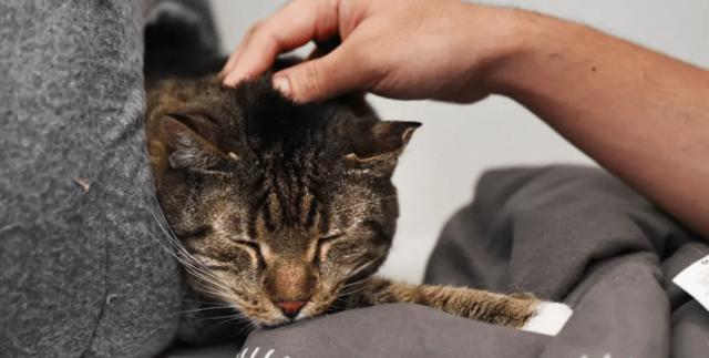 Кошку на пять недель "забыли" в закрытом магазине: как ей удалось выжить