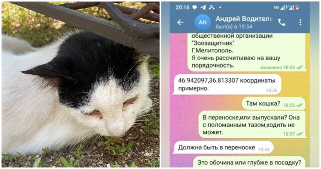 Твикс-2: ростовский водитель выкинул кошку в переноске из автобуса