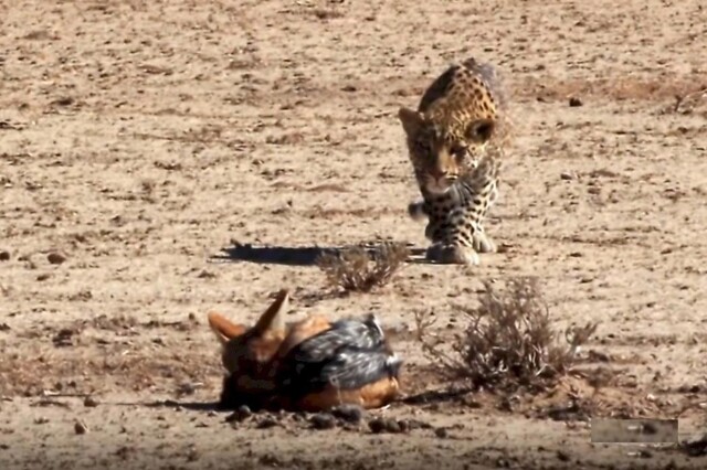 Леопард поймал шакала, который спасся и перехитрил хищника