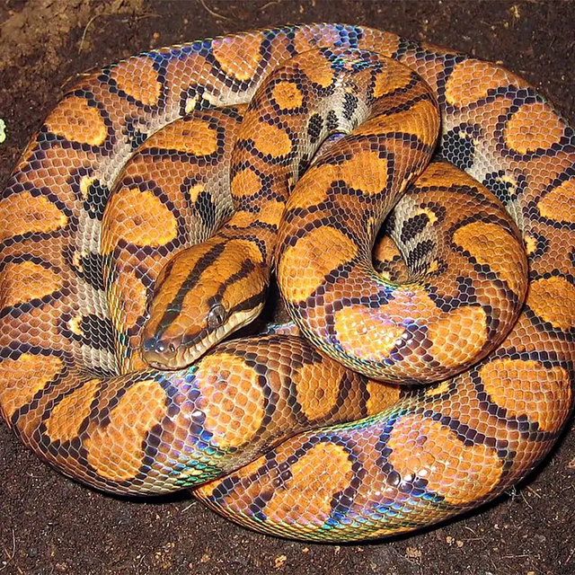 Непорочно зачавший «самец» змеи родил 14 змеенышей