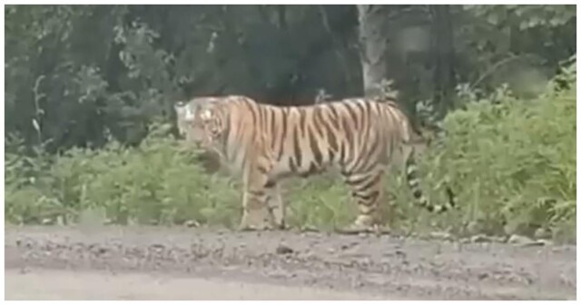 Тигру не понравилось, что к нему приближается автомобиль