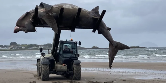 Семиметровую акулу нашли на пляже, её пришлось поднимать трактором