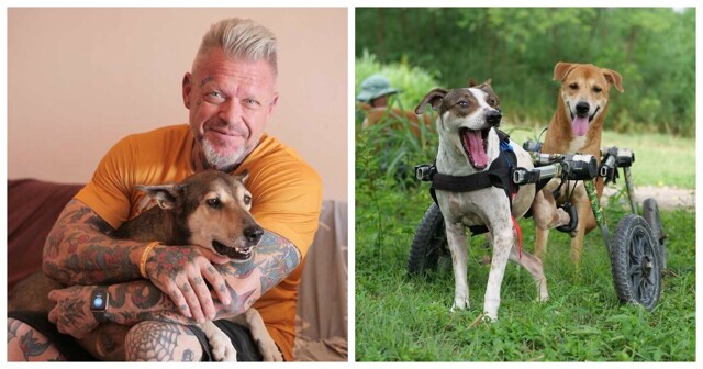 Повар нашел своё истинное призвание, спасая собак в Таиланде