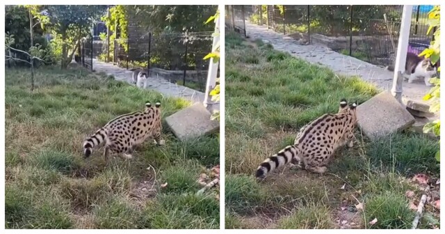 Кот с хорошим уровнем самообладания