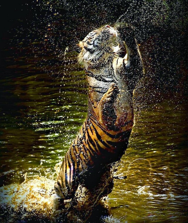 Всё вразнобой 