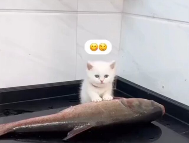 Реакция котёнка на большую рыбу