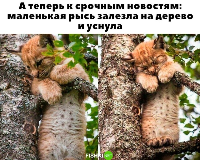 Скрины из соцсетей            