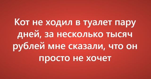 Пользователи сети рассказали о своих самых нелепых причинах поездки к ветеринару