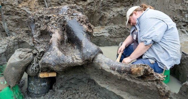 В Айове найден череп мастодонта возрастом 13600 лет