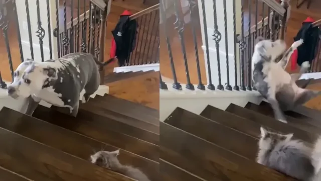 Котёнок напугал взрослого пса