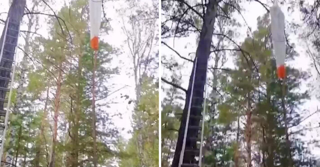 Прыгунья с парашютом села на вершину сосны в Барнауле