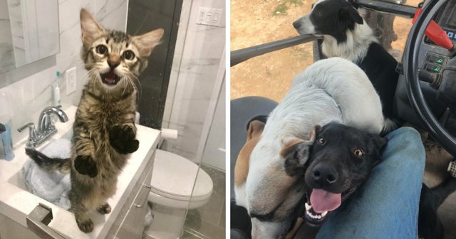 15 случаев, когда питомцы трогательно проявляли любовь к людям