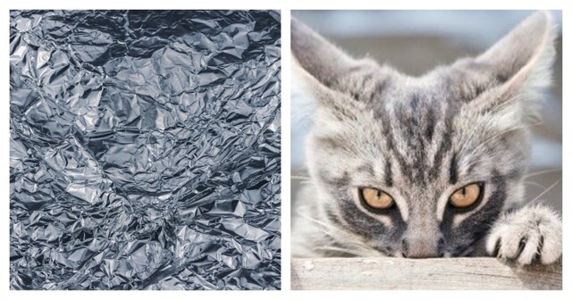 Котики против фольги: кто победит?