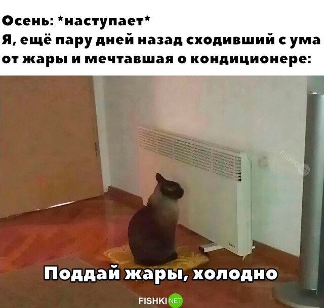 Скрины из соцсетей            
