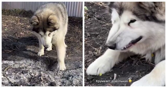 Маленькая история про маламута и картошку